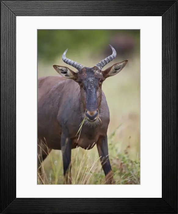 Framed Print : Topi (Tsessebe) (Damaliscus lunatus) eating, Kruger National Park, South Africa, Africa Framed Print : Topi (Tsessebe) (Damaliscus lunatus) eating, Kruger National Park, South Africa, Africa