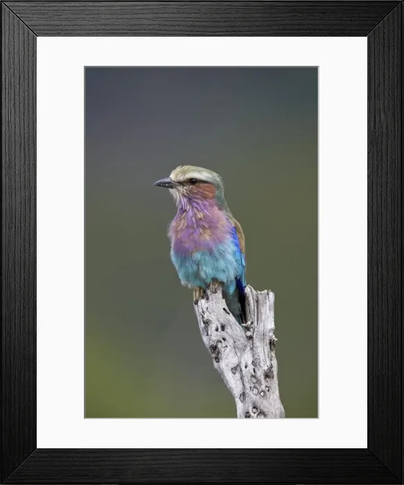 Framed Print : Lilac-breasted roller (Coracias caudata), Kruger National Park, South Africa, Africa Framed Print : Lilac-breasted roller (Coracias caudata), Kruger National Park, South Africa, Africa