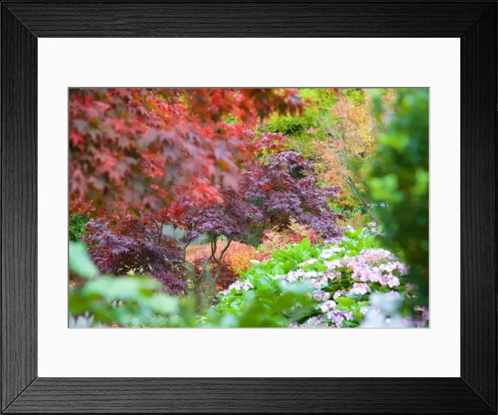 Framed Print : Autumn colours in Grasmere, Lake District, Cumbria, England, United Kingdom, Europe Framed Print : Autumn colours in Grasmere, Lake District, Cumbria, England, United Kingdom, Europe