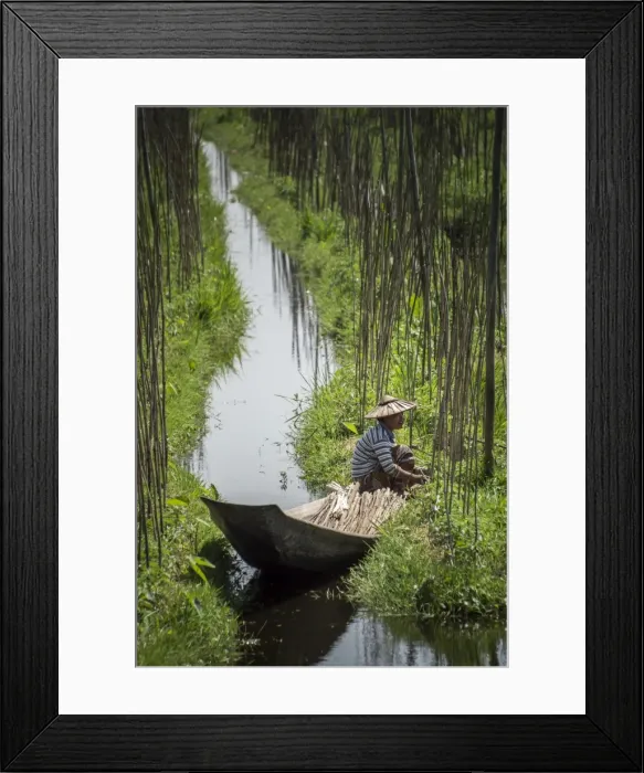 Framed Print : Floating Gardens, Inle Lake, Shan State, Myanmar (Burma), Asia