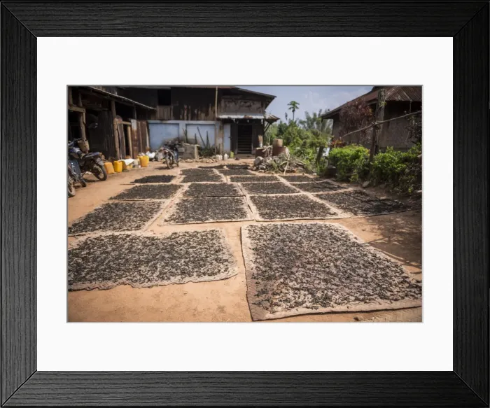 Framed Print : Tea leaves drying, Hsipaw, Shan State, Myanmar (Burma), Asia Framed Print : Tea leaves drying, Hsipaw, Shan State, Myanmar (Burma), Asia
