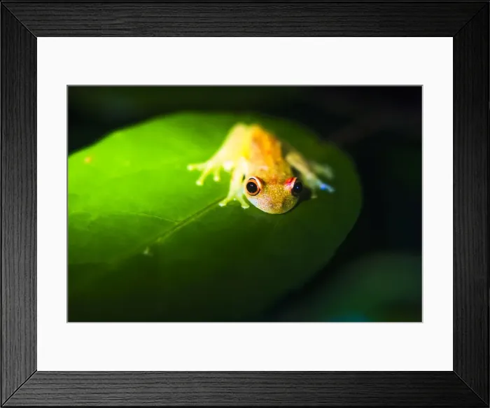 Framed Print : Frog in the Amazon Rainforest at night, Coca, Ecuador, South America Framed Print : Frog in the Amazon Rainforest at night, Coca, Ecuador, South America