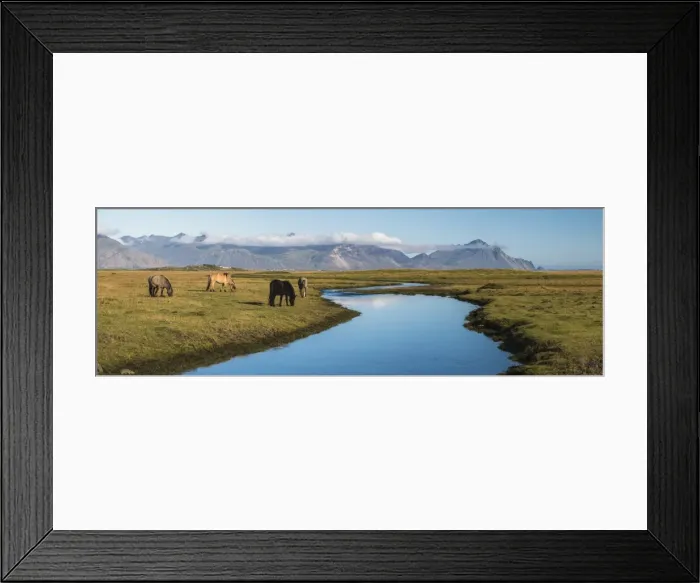 Framed Print : Icelandic horses with Vestrahorn behind, Iceland, Polar Regions Framed Print : Icelandic horses with Vestrahorn behind, Iceland, Polar Regions