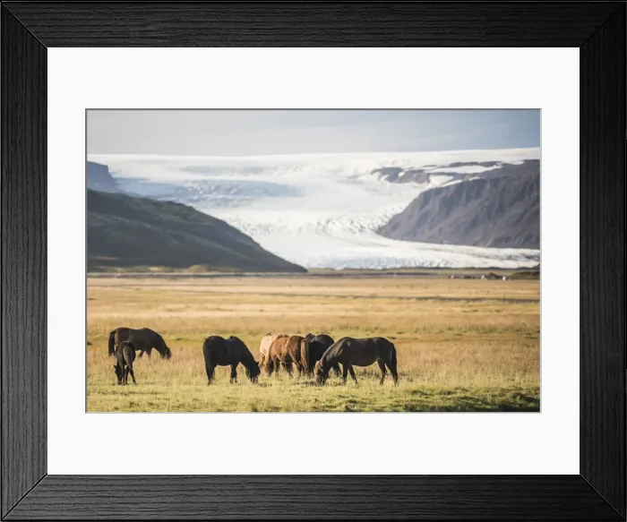 Framed Print : Icelandic horses with a glacier running down from the Vatnajokull Ice Cap behind Framed Print : Icelandic horses with a glacier running down from the Vatnajokull Ice Cap behind