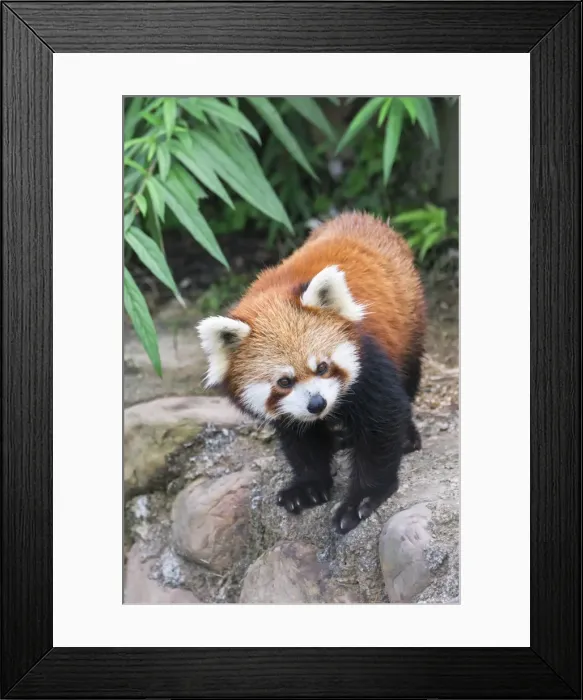 Framed Print : Red Panda (Ailurus fulgens), Sichuan Province, China, Asia Framed Print : Red Panda (Ailurus fulgens), Sichuan Province, China, Asia