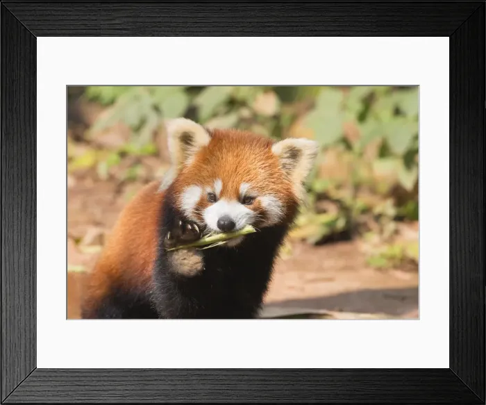 Framed Print : Red Panda (Ailurus fulgens), Sichuan Province, China, Asia Framed Print : Red Panda (Ailurus fulgens), Sichuan Province, China, Asia
