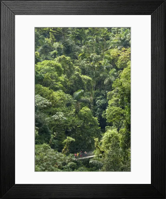 Framed Print : Mistico Arenal Hanging Bridges, Alajuela, Costa Rica, Central America Framed Print : Mistico Arenal Hanging Bridges, Alajuela, Costa Rica, Central America