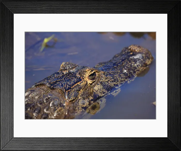 Framed Print : Yacare Caiman (Caiman Yacare) in the Pantanal, Mato Grosso, Brazil, South America Framed Print : Yacare Caiman (Caiman Yacare) in the Pantanal, Mato Grosso, Brazil, South America