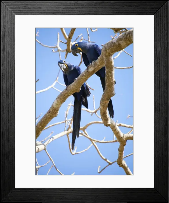 Framed Print : Hyacinth macaws (Anodorhynchus hyacinthinus), Mato Grosso do Sul, Brazil, South America Framed Print : Hyacinth macaws (Anodorhynchus hyacinthinus), Mato Grosso do Sul, Brazil, South America
