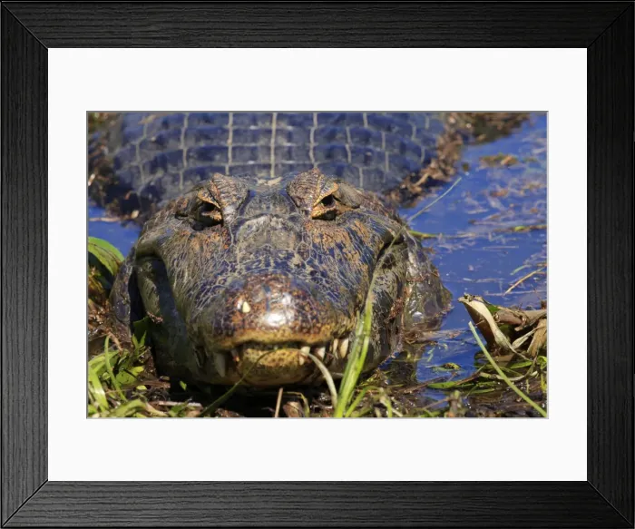 Framed Print : A Pantanal (yacare) caiman (Caiman yacare), Mato Grosso do Sul, Brazil, South America Framed Print : A Pantanal (yacare) caiman (Caiman yacare), Mato Grosso do Sul, Brazil, South America
