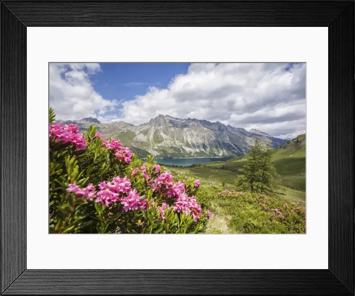 Framed Print : Flowering rhododendrons and in the background the blue alpine lake, Fedoz Valley Framed Print : Flowering rhododendrons and in the background the blue alpine lake, Fedoz Valley