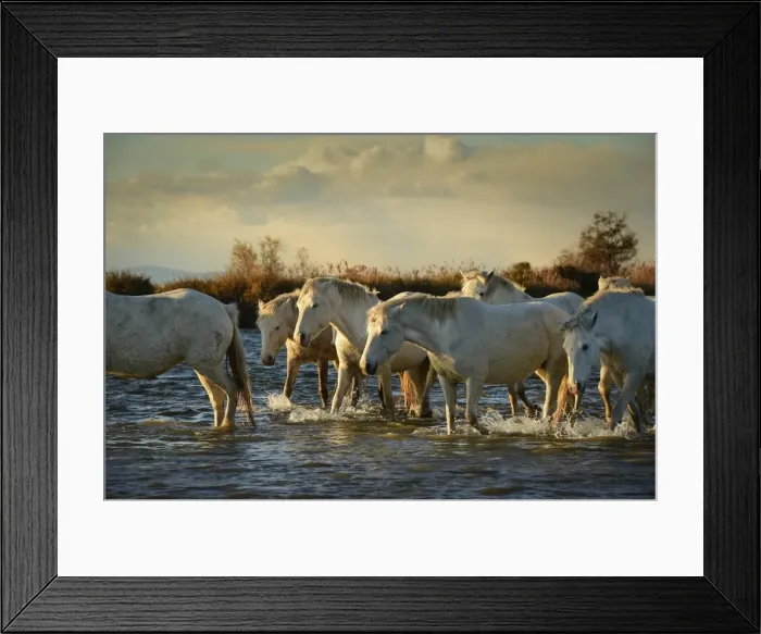 Framed Print : Wild white horses, Camargue, France, Europe Framed Print : Wild white horses, Camargue, France, Europe