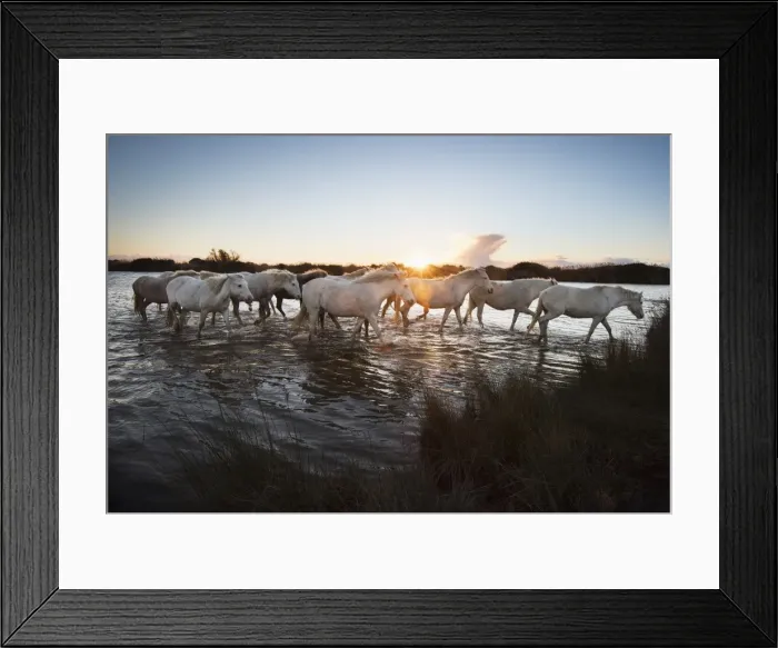 Framed Print : Wild white horses at sunset, Camargue, France, Europe