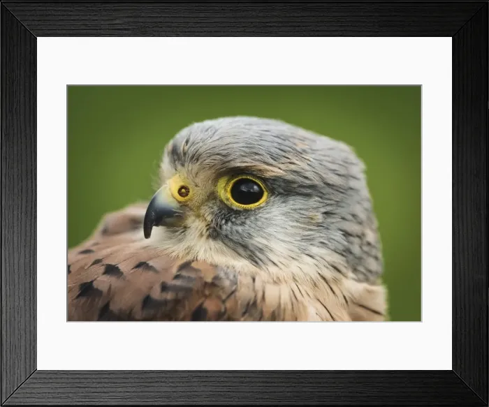Framed Print : Male kestrel, bird of prey, United Kingdom, Europe Framed Print : Male kestrel, bird of prey, United Kingdom, Europe