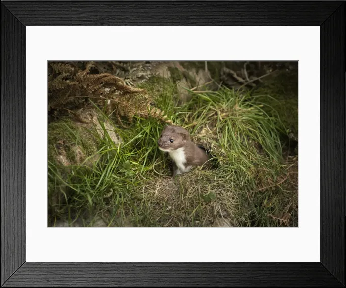 Framed Print : Pine Marten, mustalid, United Kingdom, Europe Framed Print : Pine Marten, mustalid, United Kingdom, Europe