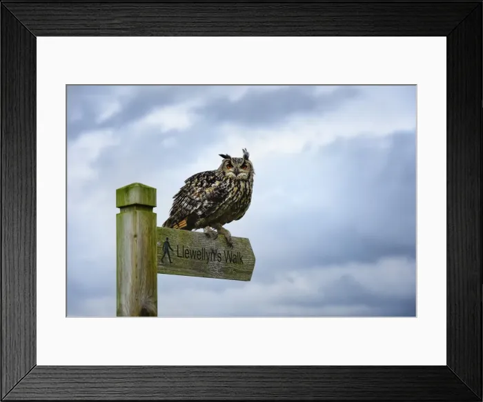 Framed Print : Eagle owl, raptor, bird of prey on sign post for Llewellyn sWalk, Rhayader, Mid Wales Framed Print : Eagle owl, raptor, bird of prey on sign post for Llewellyn sWalk, Rhayader, Mid Wales