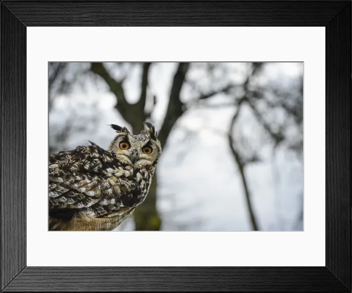 Framed Print : Eagle owl, raptor, bird of prey, Rhayader, Mid Wales, United Kingdom, Europe Framed Print : Eagle owl, raptor, bird of prey, Rhayader, Mid Wales, United Kingdom, Europe