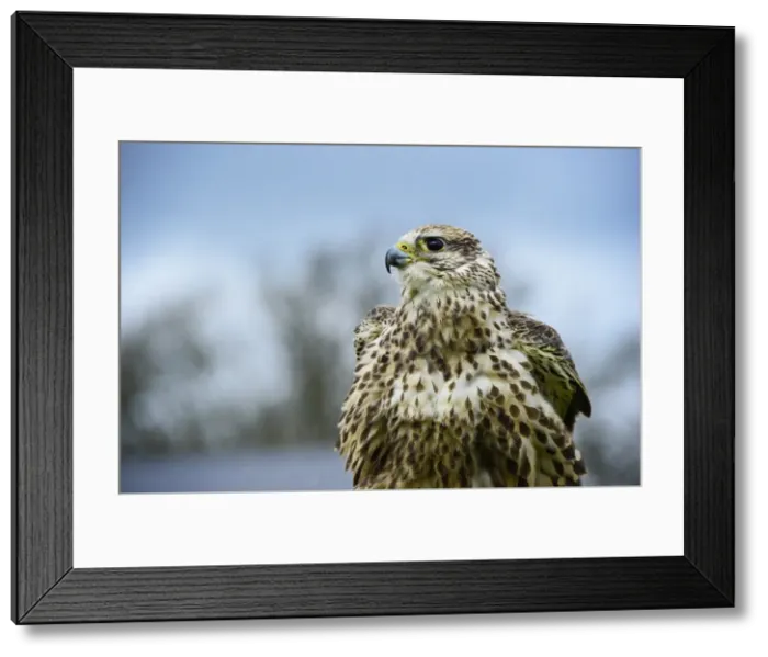 Framed Print : Red tailed hawk, an American raptor, bird of prey, United Kingdom, Europe Framed Print : Red tailed hawk, an American raptor, bird of prey, United Kingdom, Europe