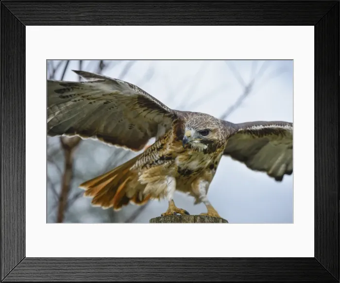 Framed Print : Red tailed hawk, an American raptor, bird of prey, United Kingdom, Europe Framed Print : Red tailed hawk, an American raptor, bird of prey, United Kingdom, Europe