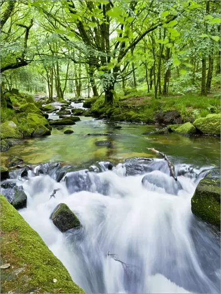 River Fowey, Goliath Falls, Looe, Cornwall, England, United Kingdom, Europe