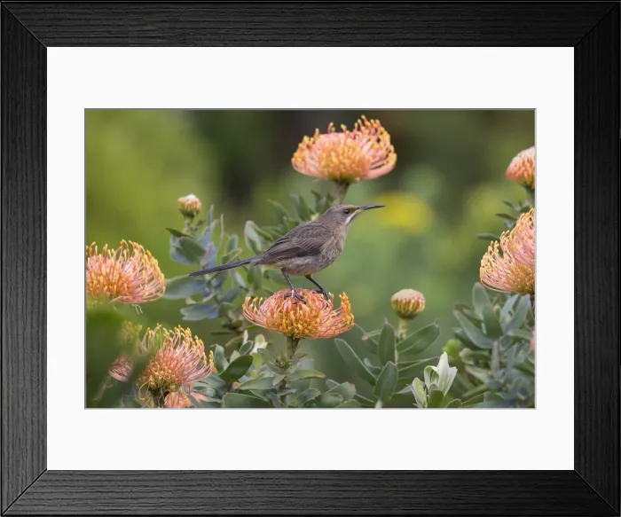 Framed Print : Cape sugarbird (Promerops cafer), perched on protea, Harold Porter Botanical Gardens Framed Print : Cape sugarbird (Promerops cafer), perched on protea, Harold Porter Botanical Gardens