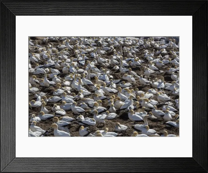 Framed Print : Cape gannet (Morus capensis), breeding colony, Lamberts Bay, South Africa, Africa Framed Print : Cape gannet (Morus capensis), breeding colony, Lamberts Bay, South Africa, Africa