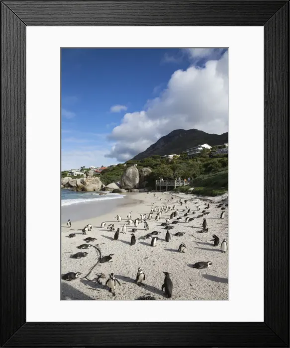 Framed Print : African penguins (Spheniscus demersus) on Foxy Beach, Table Mountain National Park Framed Print : African penguins (Spheniscus demersus) on Foxy Beach, Table Mountain National Park