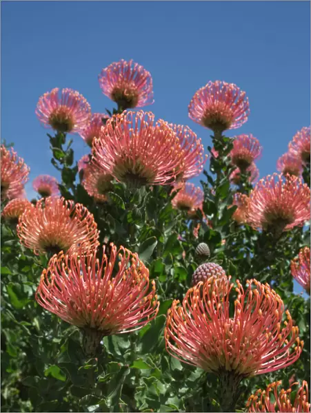 Pincushion protea (Leucospermum cordifolium), Kirstenbosch Botanical Gardens, Cape Town