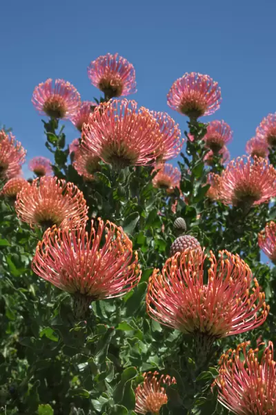 Pincushion protea (Leucospermum cordifolium), Kirstenbosch Botanical Gardens, Cape Town