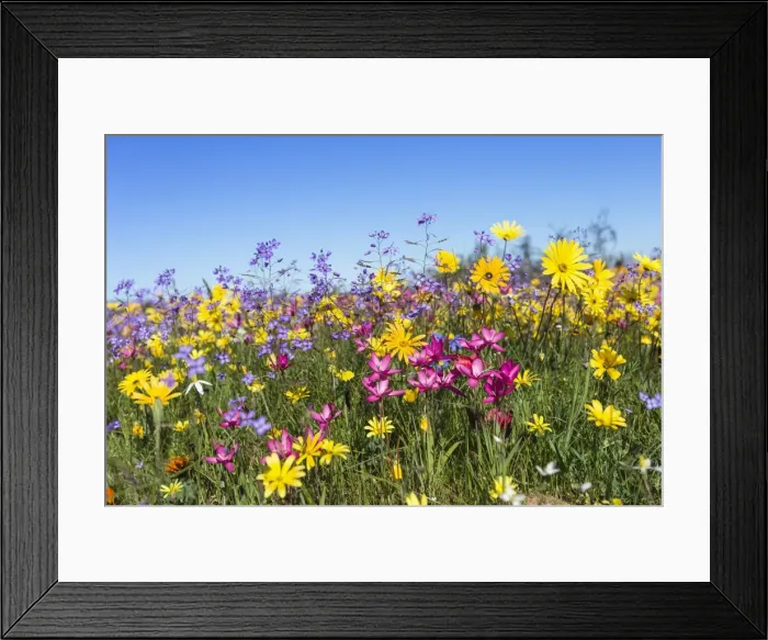 Framed Print : Spring wildflowers, Papkuilsfontein farm, Nieuwoudtville, Northern Cape, South Africa Framed Print : Spring wildflowers, Papkuilsfontein farm, Nieuwoudtville, Northern Cape, South Africa