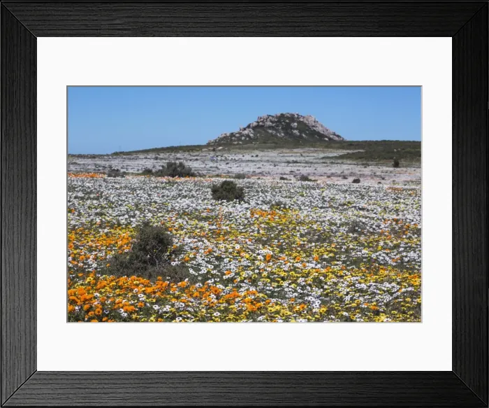 Framed Print : Spring wild flowers, Postberg section, West Coast National Park, Western Cape, South Africa Framed Print : Spring wild flowers, Postberg section, West Coast National Park, Western Cape, South Africa
