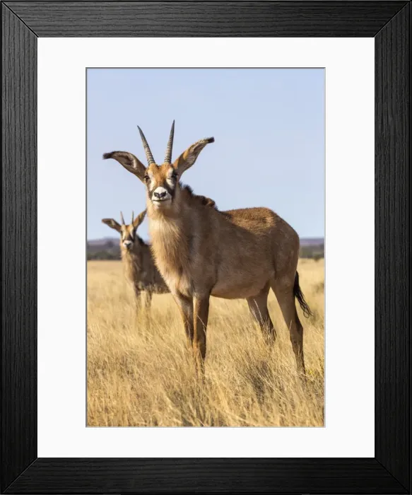 Framed Print : Roan antelope (Hippotragus equinus), Mokala National Park, South Africa, Africa Framed Print : Roan antelope (Hippotragus equinus), Mokala National Park, South Africa, Africa