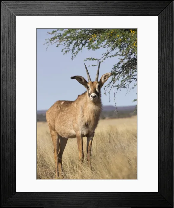 Framed Print : Roan antelope (Hippotragus equinus), Mokala National Park, South Africa, Africa Framed Print : Roan antelope (Hippotragus equinus), Mokala National Park, South Africa, Africa