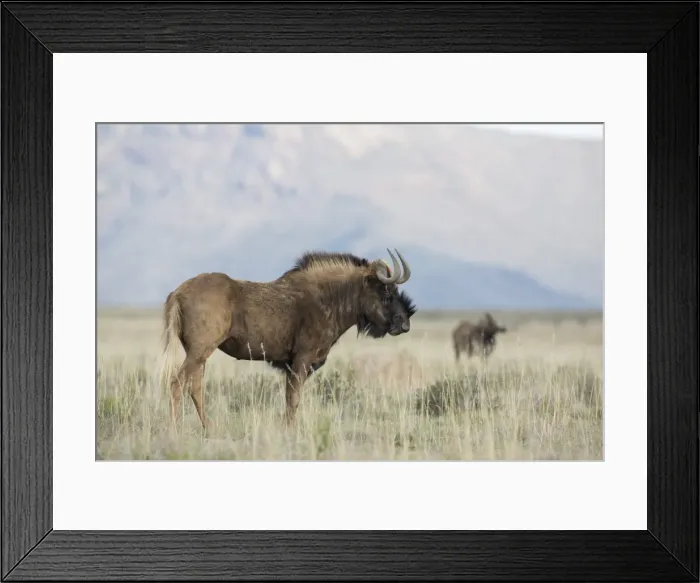 Framed Print : Black wildebeest (Connochaetes gnou), Mountain Zebra National Park, South Africa, Africa Framed Print : Black wildebeest (Connochaetes gnou), Mountain Zebra National Park, South Africa, Africa