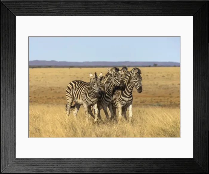 Framed Print : Pains zebra (Equus quagga burchelli), Mokala National Park, South Africa, Africa Framed Print : Pains zebra (Equus quagga burchelli), Mokala National Park, South Africa, Africa