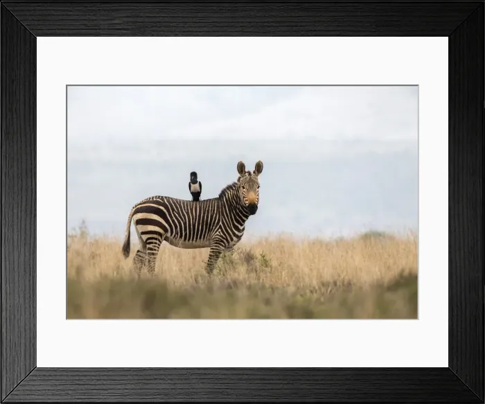 Framed Print : Cape mountain zebra (Equus zebra zebra), with pied crow (Corvus albus), Mountain Framed Print : Cape mountain zebra (Equus zebra zebra), with pied crow (Corvus albus), Mountain