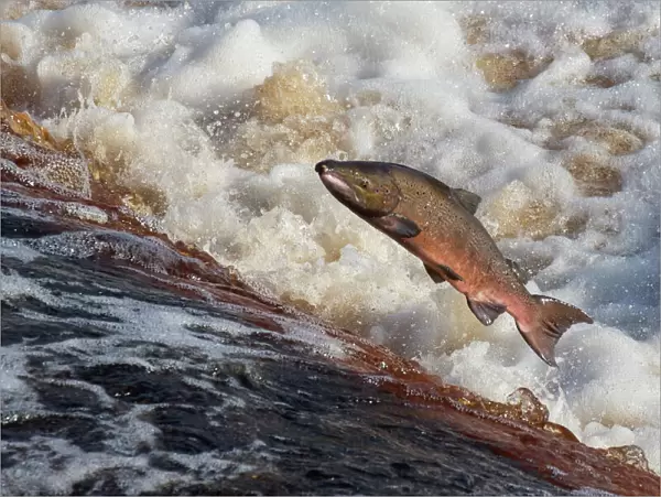 Atlantic salmon (Salmo salar) leaping on upstream migration, River Tyne, Hexham, Northumberland
