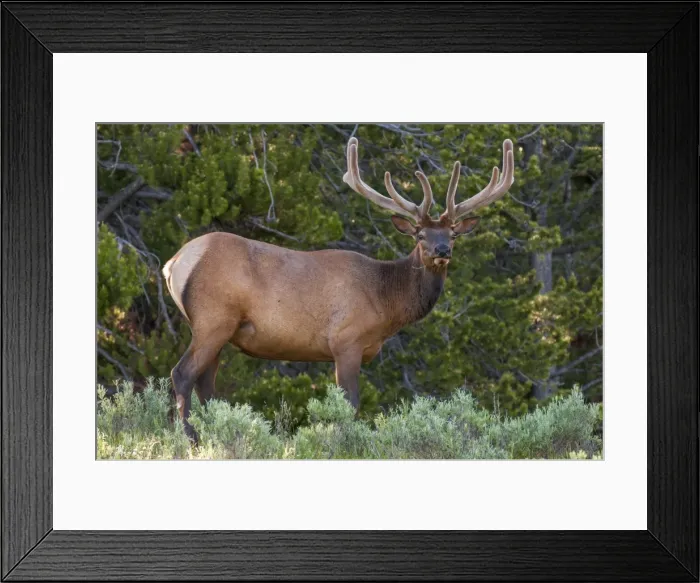 Framed Print : Elk (Cervus canadensis) near Lake Village, Yellowstone National Park, Wyoming, United Framed Print : Elk (Cervus canadensis) near Lake Village, Yellowstone National Park, Wyoming, United