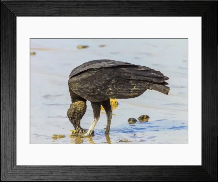 Framed Print : South American black vulture (Coragyps brasiliensis) eating dead fish on a popular beach Framed Print : South American black vulture (Coragyps brasiliensis) eating dead fish on a popular beach
