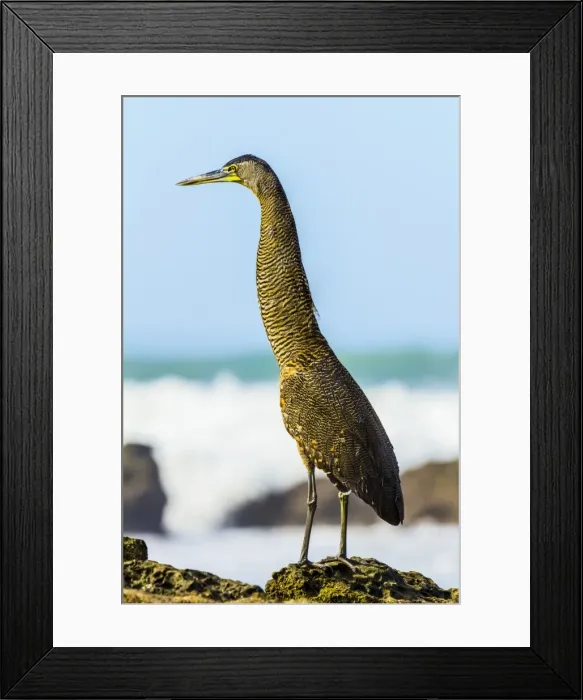 Framed Print : Bare-throated tiger-heron hunting on this south Nicoya Peninsula surf beach, Santa Teresa Framed Print : Bare-throated tiger-heron hunting on this south Nicoya Peninsula surf beach, Santa Teresa