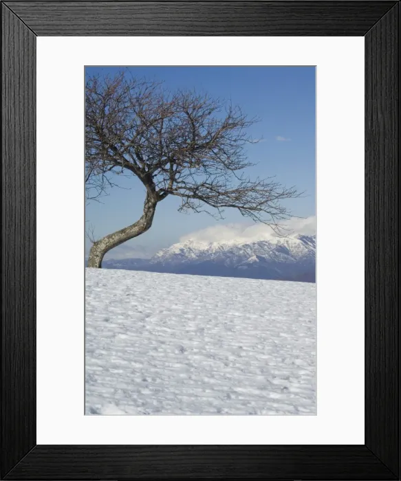 Framed Print : Tree in snowy mountain scenery Framed Print : Tree in snowy mountain scenery