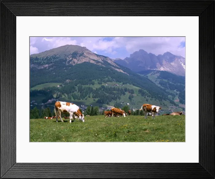 Framed Print : Cows grazing at Monte Pana and Leodle Geisler Odles Framed Print : Cows grazing at Monte Pana and Leodle Geisler Odles