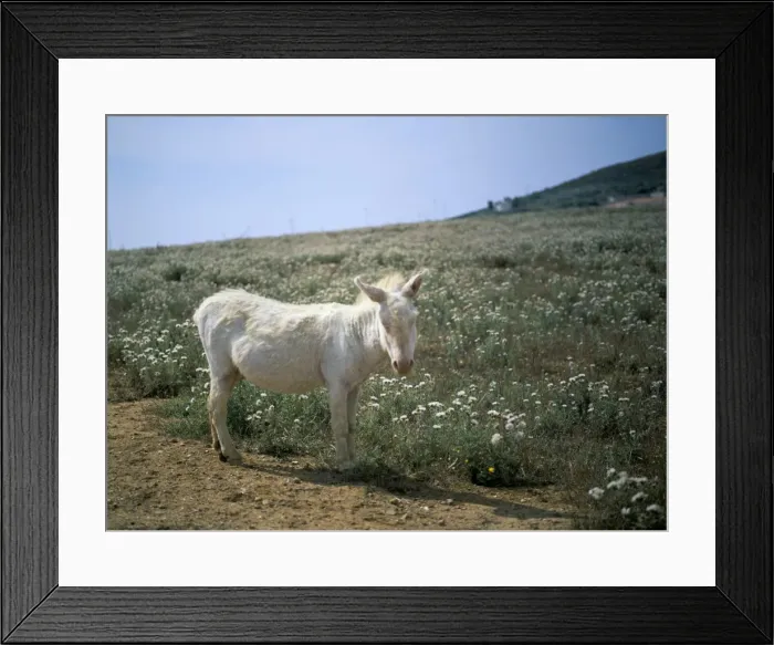 Framed Print : Donkey, Asinara Framed Print : Donkey, Asinara