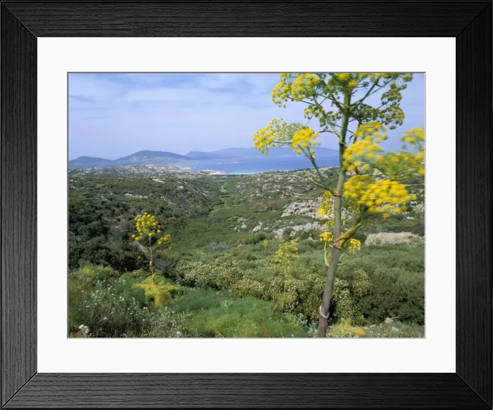 Framed Print : Asinara, Sardinia Framed Print : Asinara, Sardinia