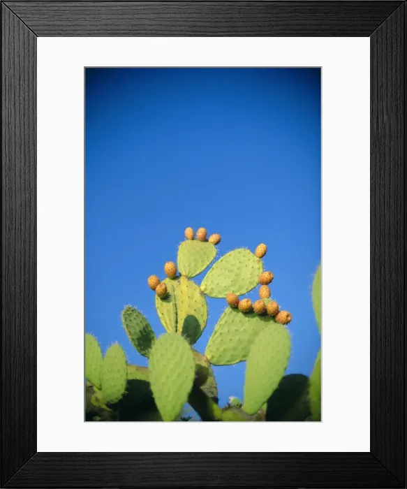 Framed Print : Prickly pear cactus Framed Print : Prickly pear cactus