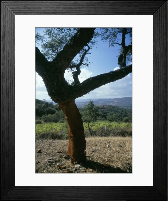 Framed Print : Cork oak trees Framed Print : Cork oak trees