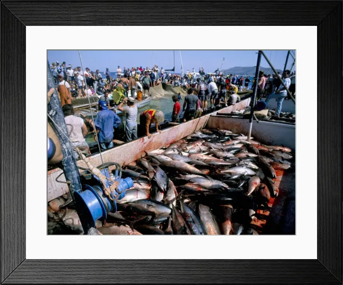 Framed Print : Tuna fish catch Framed Print : Tuna fish catch