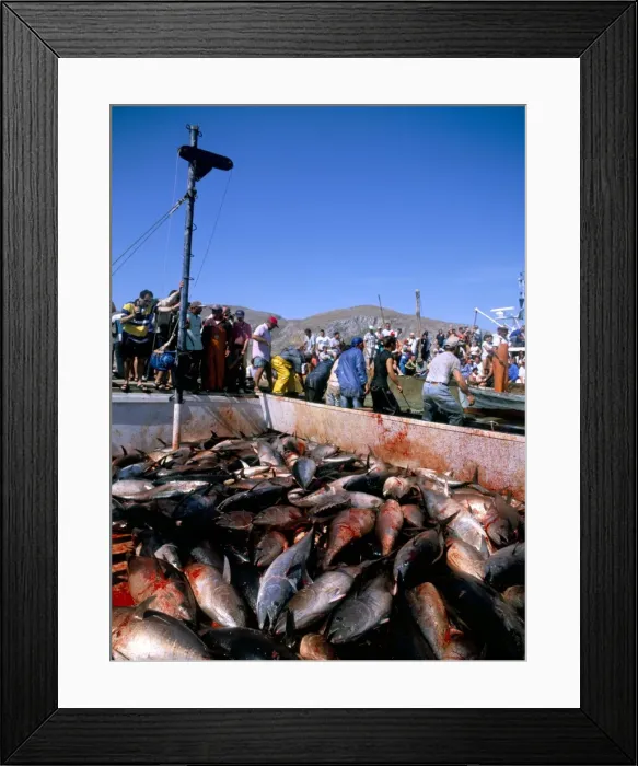 Framed Print : Tuna fish catch Framed Print : Tuna fish catch