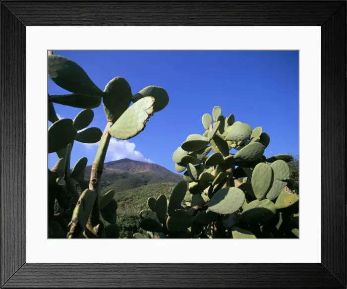 Framed Print : Cacti, Stromboli Island Framed Print : Cacti, Stromboli Island
