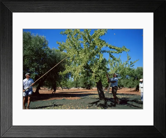 Framed Print : Harvesting olives in grove Framed Print : Harvesting olives in grove